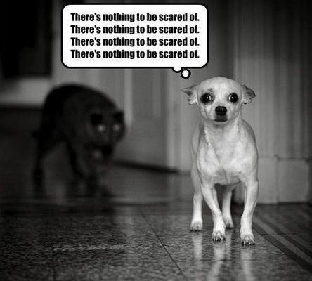 scared-dog-444x400.jpg