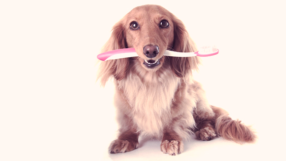 dog&toothbrush.jpg