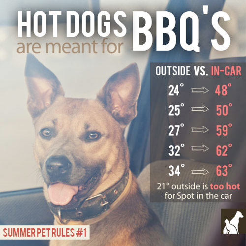 summer pet rules.jpg
